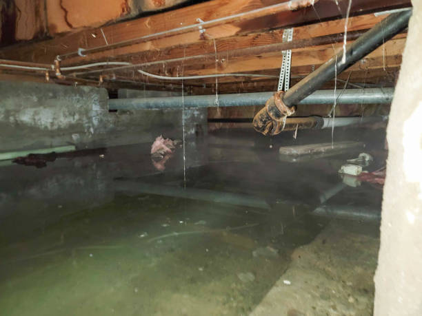 Best 24/7 water damage repair  in Collins, MS