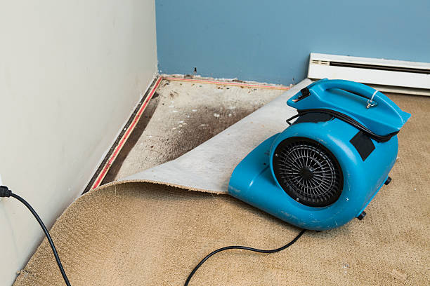 Best Sewage cleanup and water damage restoration  in Collins, MS
